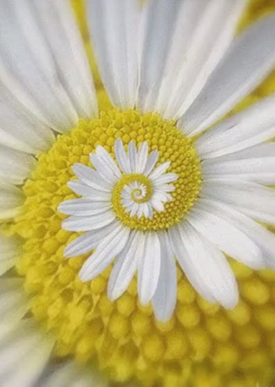 Tarjeta de cumpleaños temática Margaritas